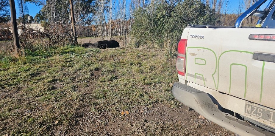 Translocaci�n de un ejemplar de Lobo marino en las afueras de Viedma 